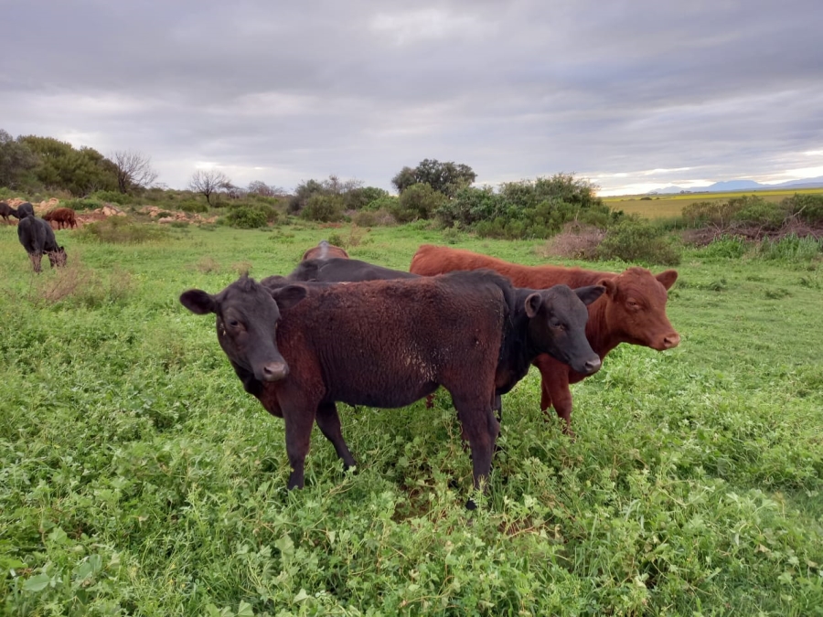  Bedroom Property for Sale in Riversdale Rural Western Cape